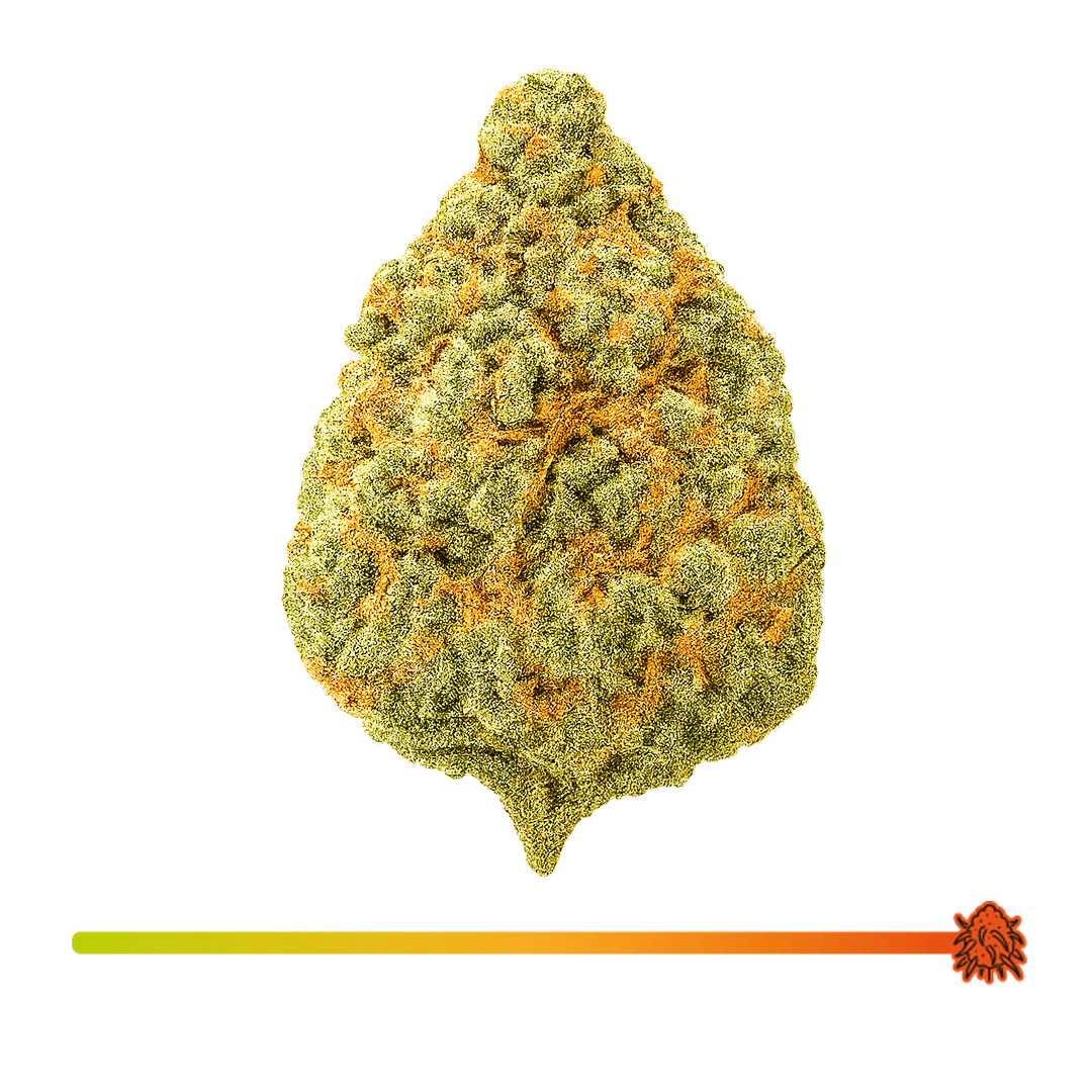 🍇 BOTA GRAPE