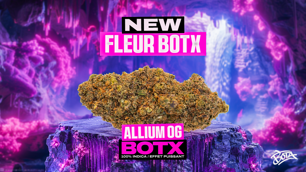 Allium OG