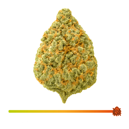 🍇 BOTA GRAPE