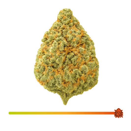 🍇 BOTA GRAPE