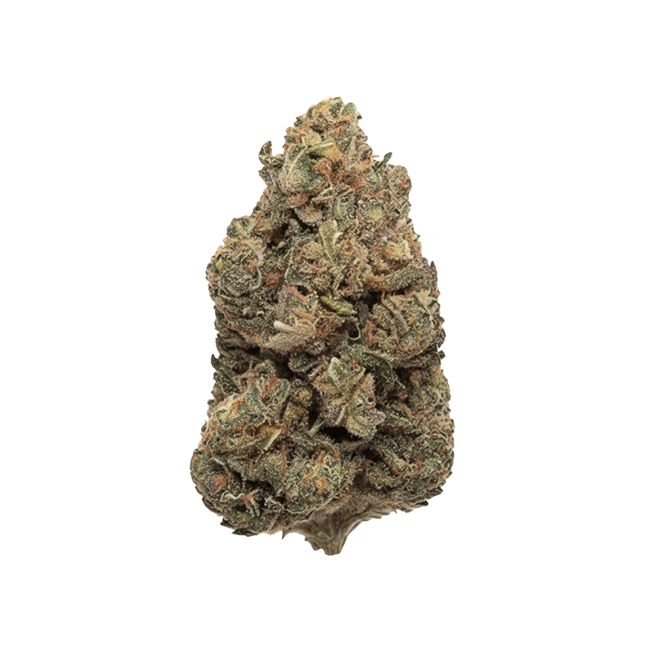 👑 BOTA KUSH