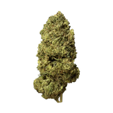 🧠 BOTA SKUNK