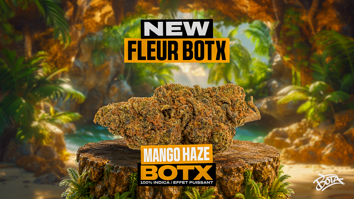 MANGO HAZE