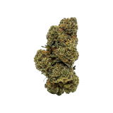 🍨 GELATO 41
