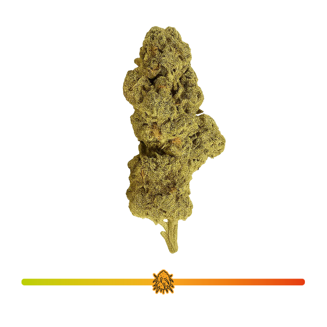 🦍 Gorilla