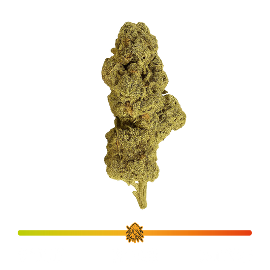 🦍 Gorilla