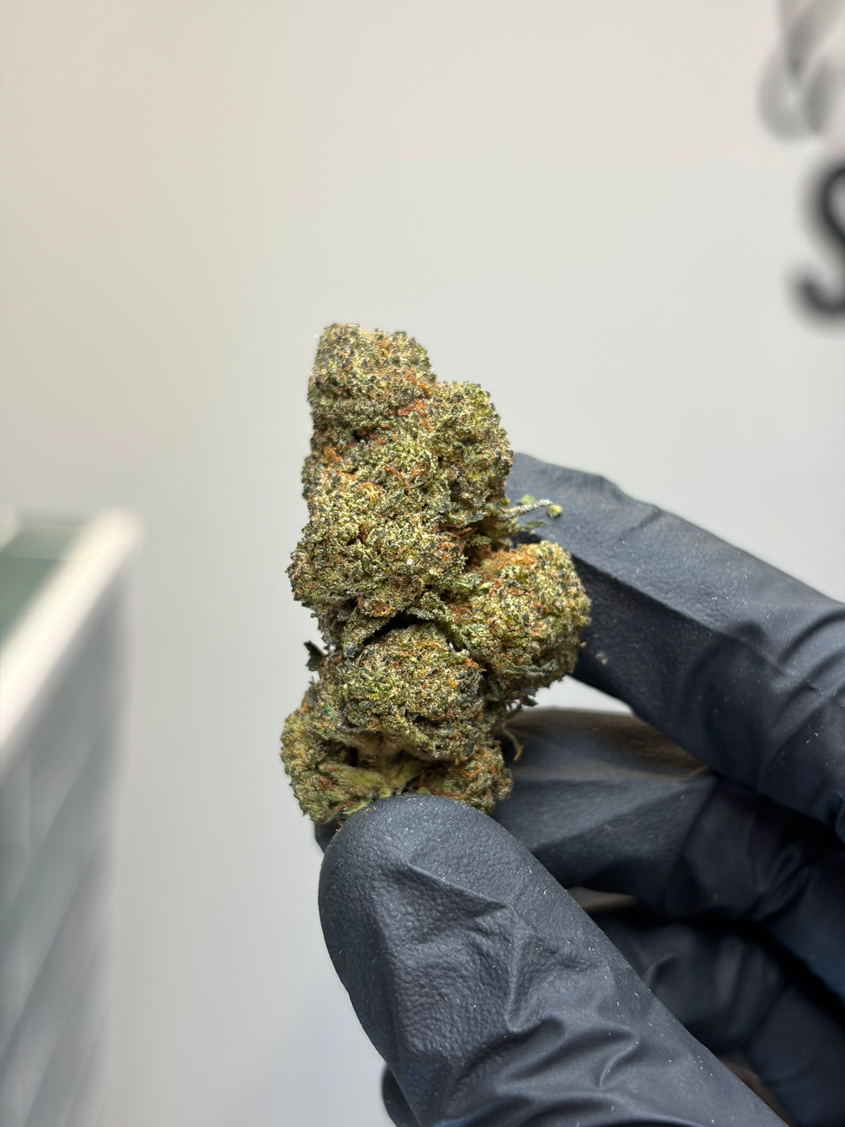 🍨 GELATO 41