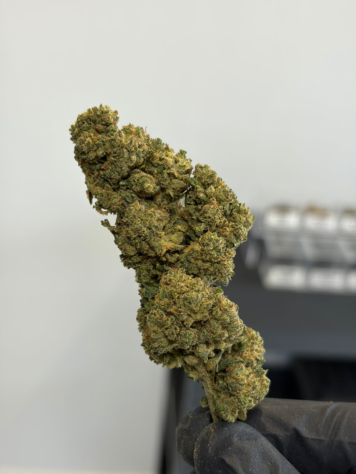 👑 BOTA KUSH
