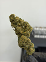 👑 BOTA KUSH