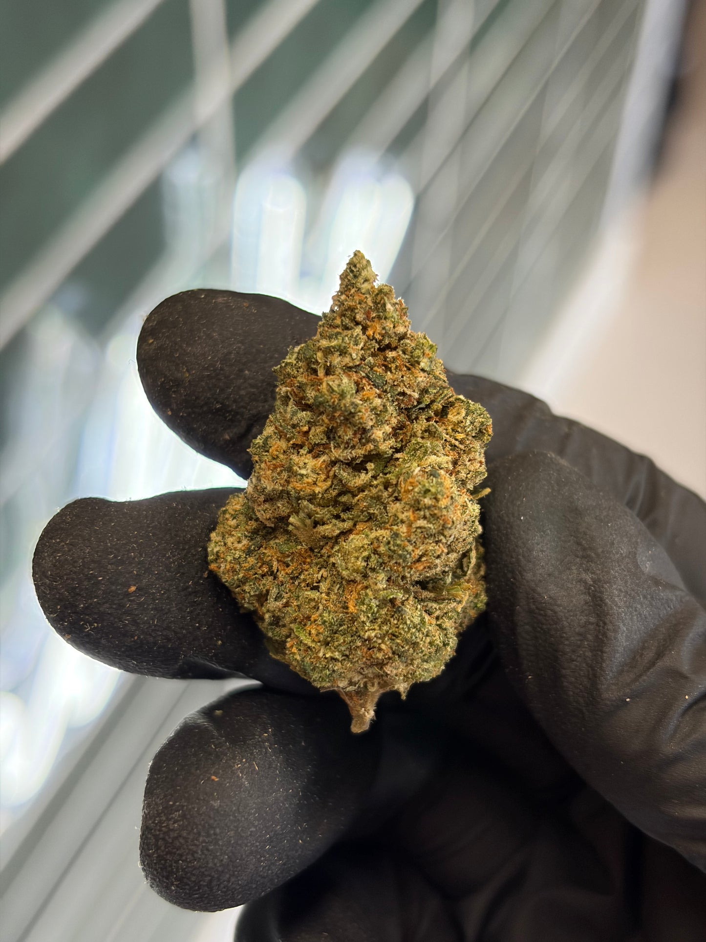 🍉 MELON CAKE - CBD