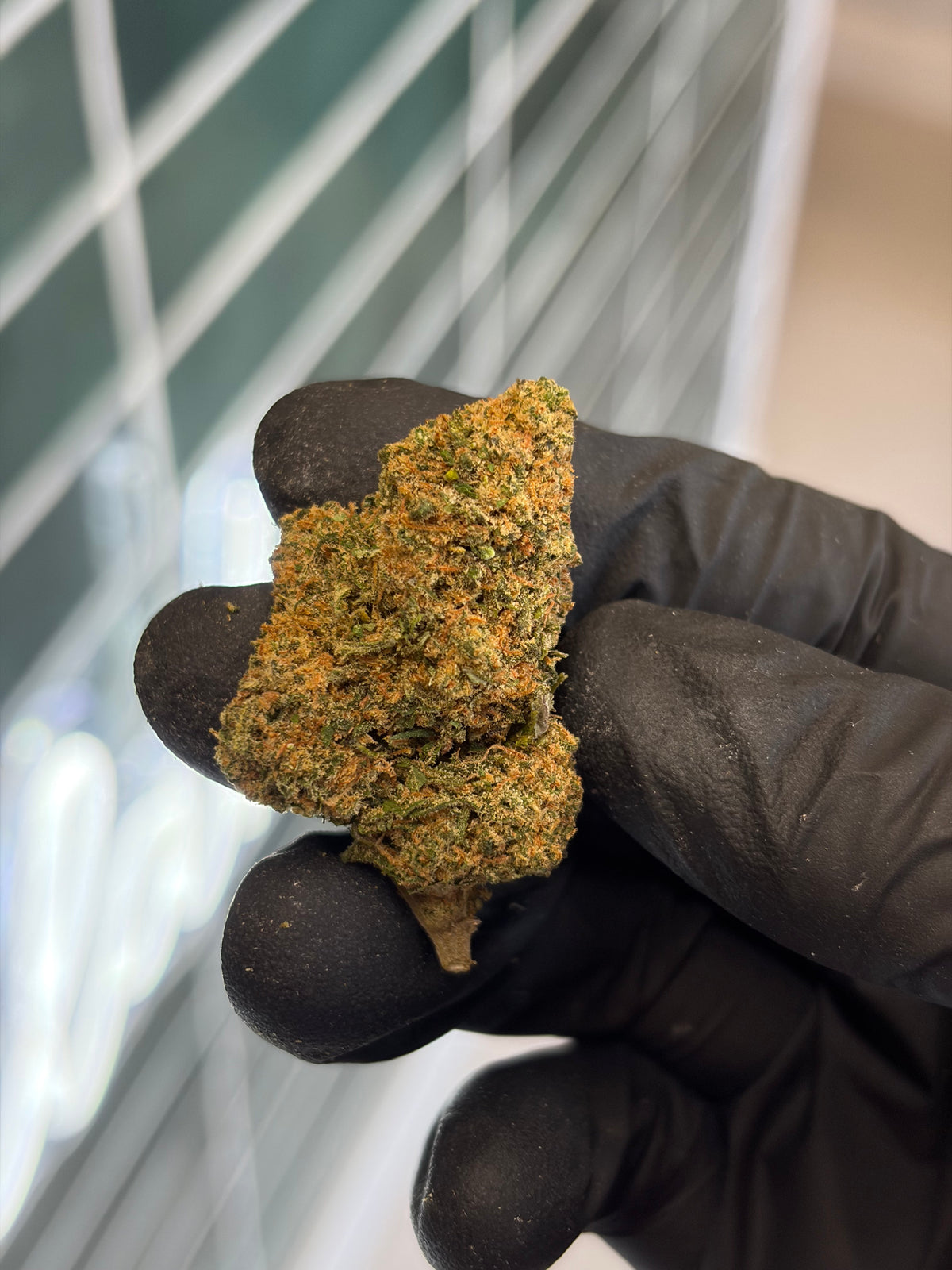 👽 ALIEN OG - CBD
