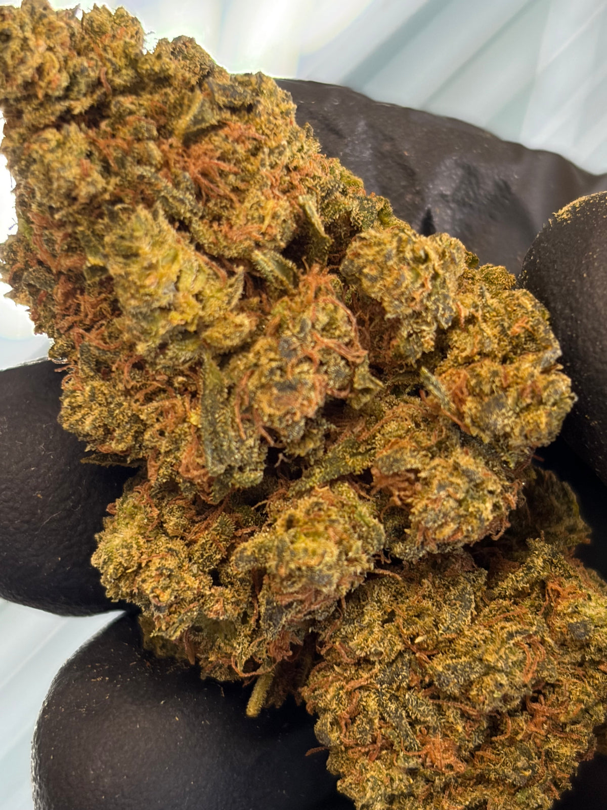🍪 GIRL SCOOT COOKIES