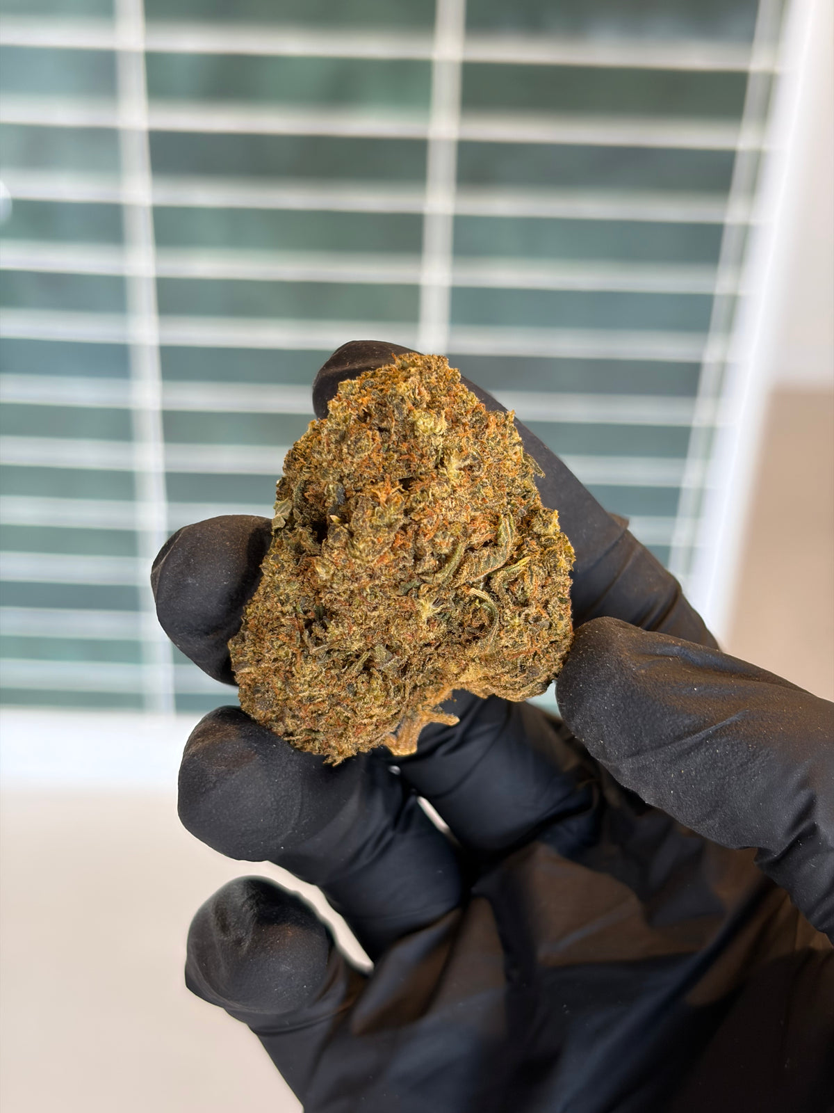 🍪 GMO COOKIES