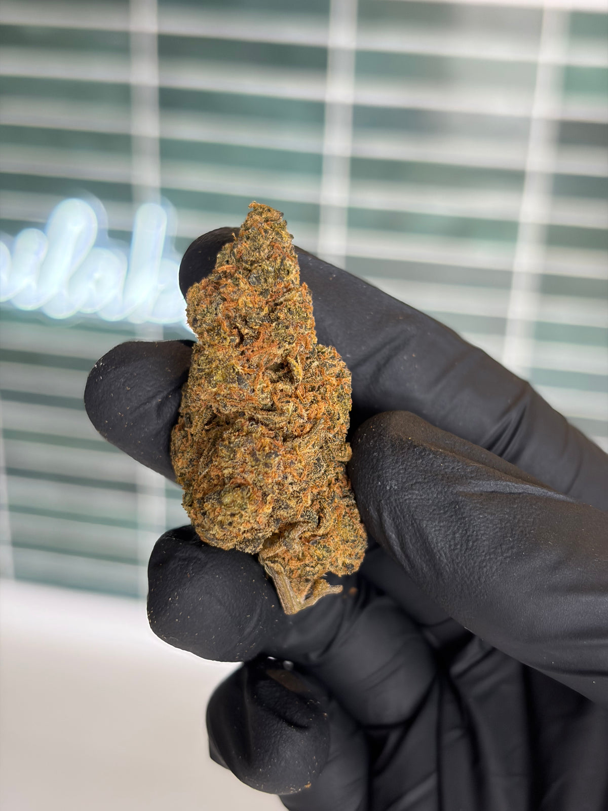 🥭 MANGO HAZE