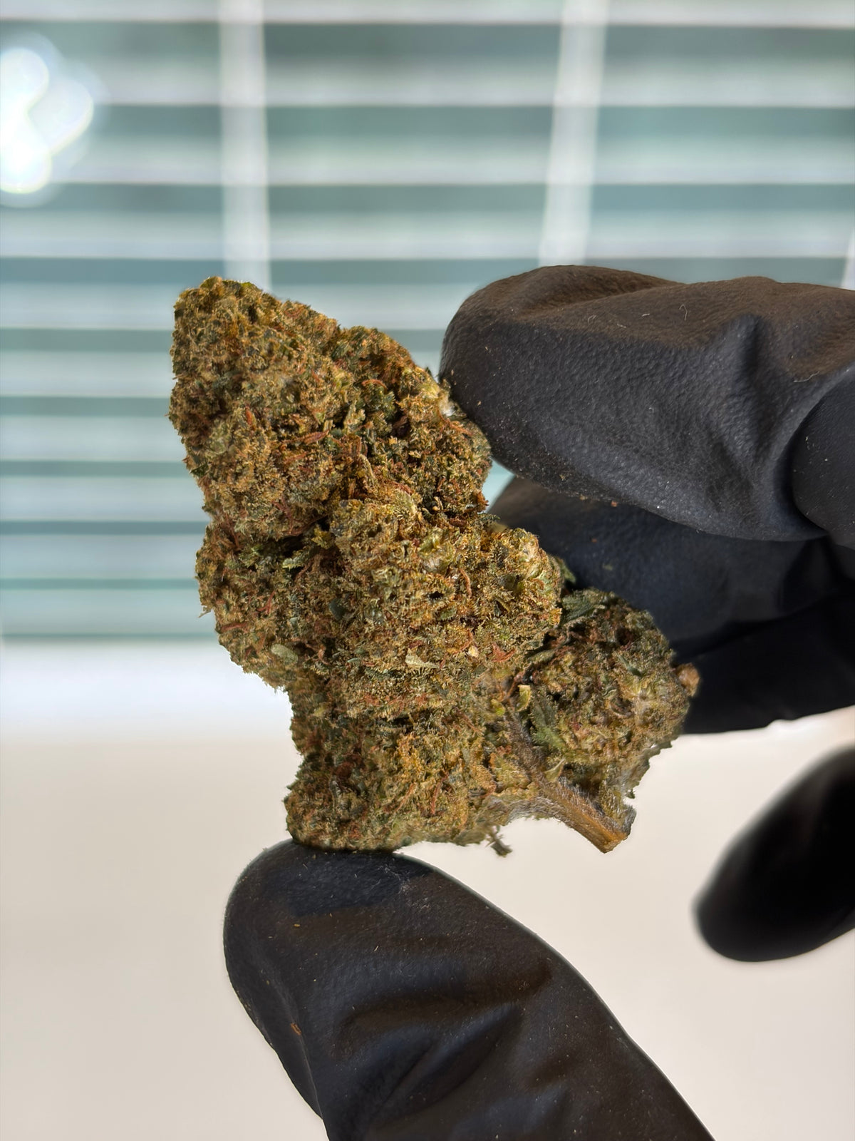 🍬 MASTER KUSH