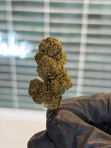 🌲 OG KUSH (Glasshouse)