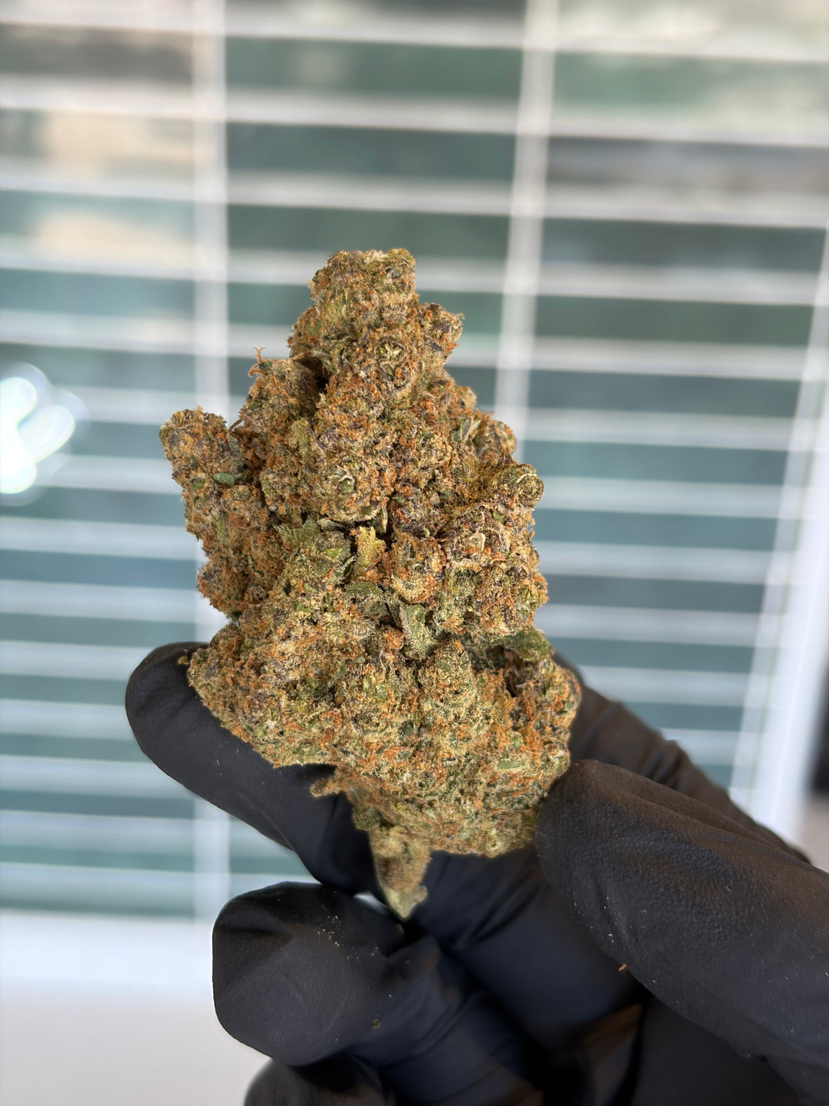 🌺 MAUI WOWIE - CBD