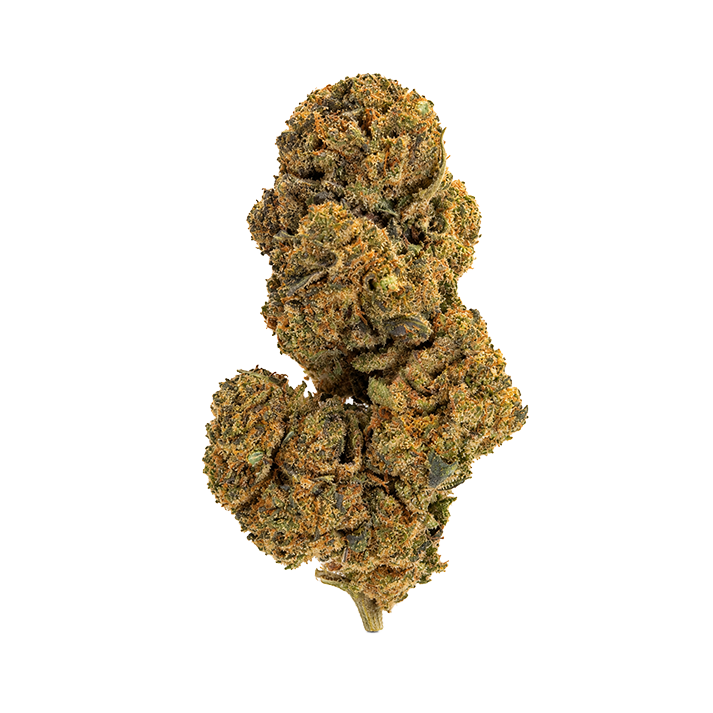 🌲 OG KUSH (Glasshouse)