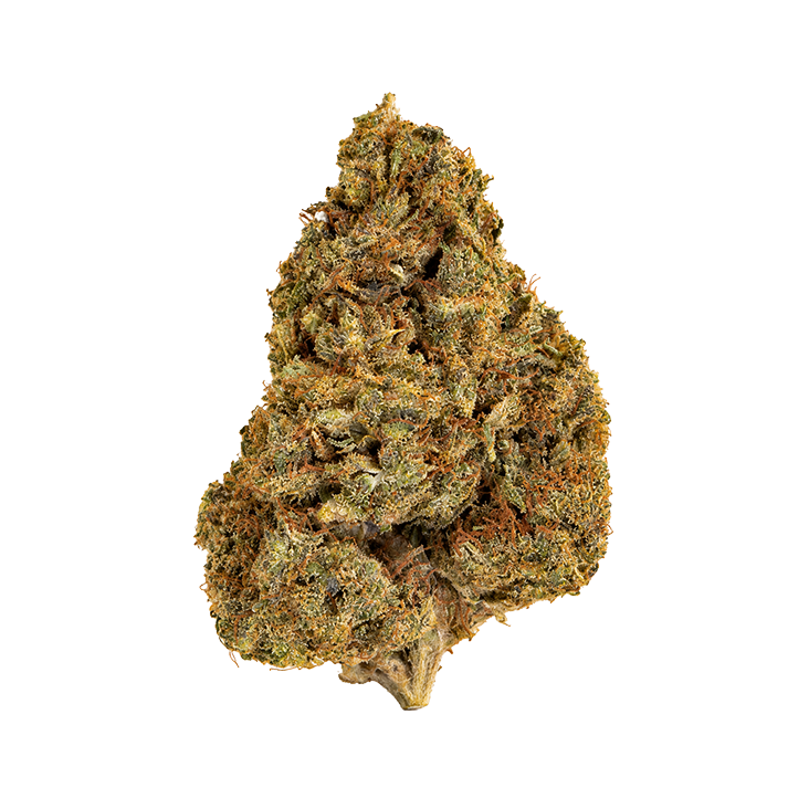 ❄️ WHITE WIDOW