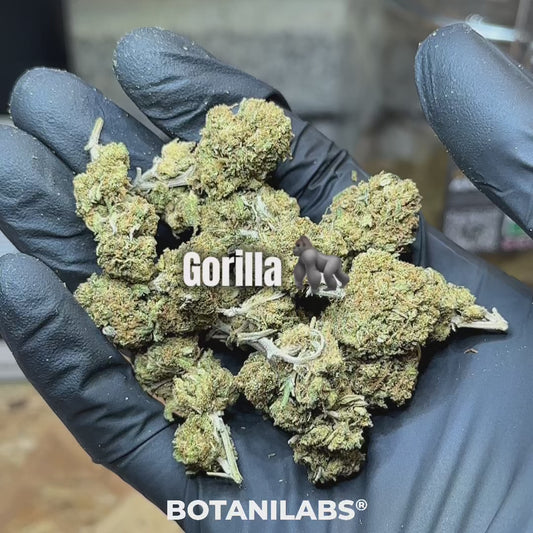 🦍 Gorilla
