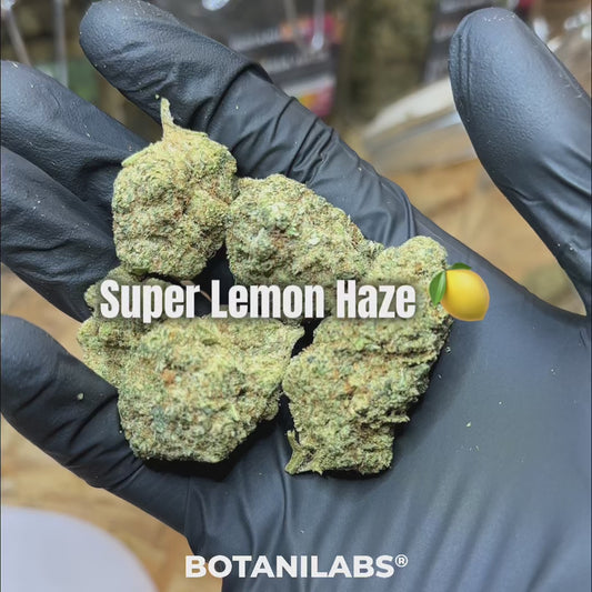🍋 Super Lemon Haze